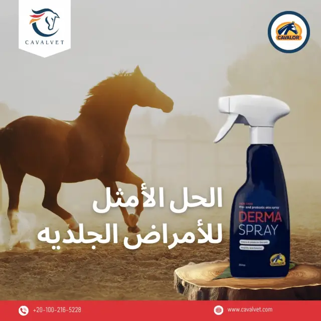 كافالفيت - تصميم سوشيال ميديا 57 | أعمال MAZCODEX