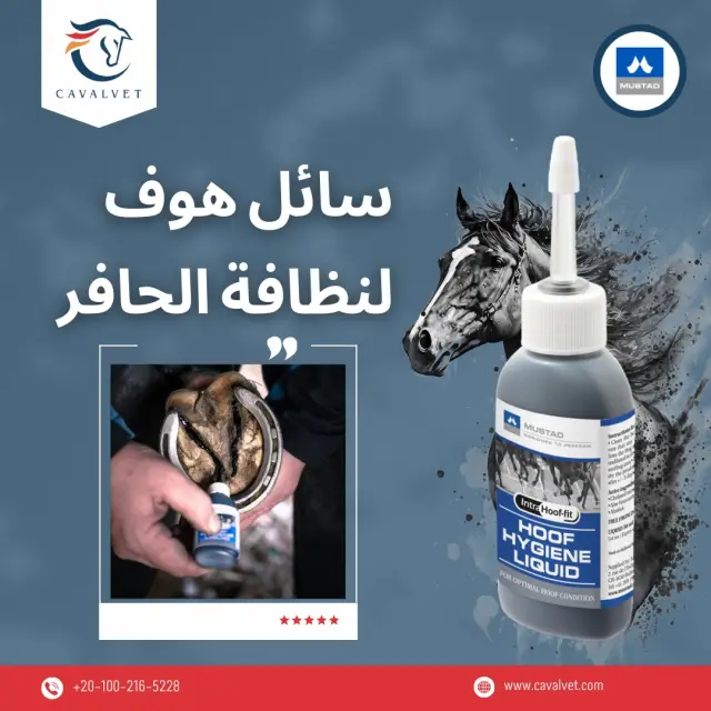 كافالفيت - تصميم سوشيال ميديا 59 | أعمال MAZCODEX