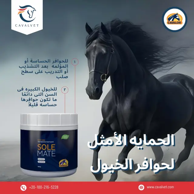 كافالفيت - تصميم سوشيال ميديا 85 | أعمال MAZCODEX