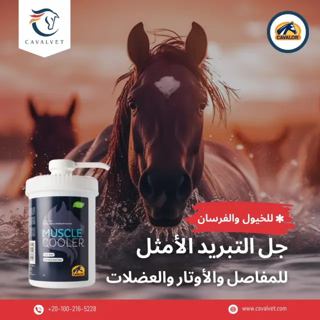 كافالفيت - تصميم سوشيال ميديا 87 | أعمال MAZCODEX