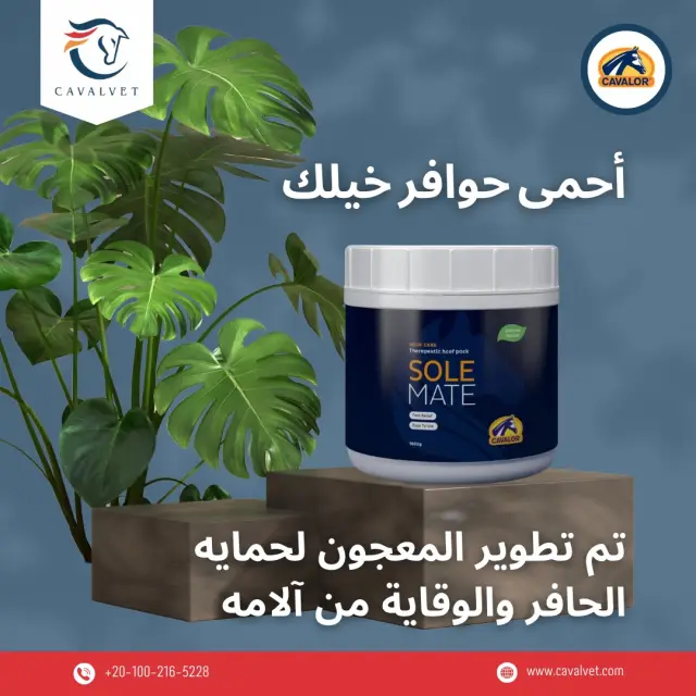 كافالفيت - تصميم سوشيال ميديا 90 | أعمال MAZCODEX