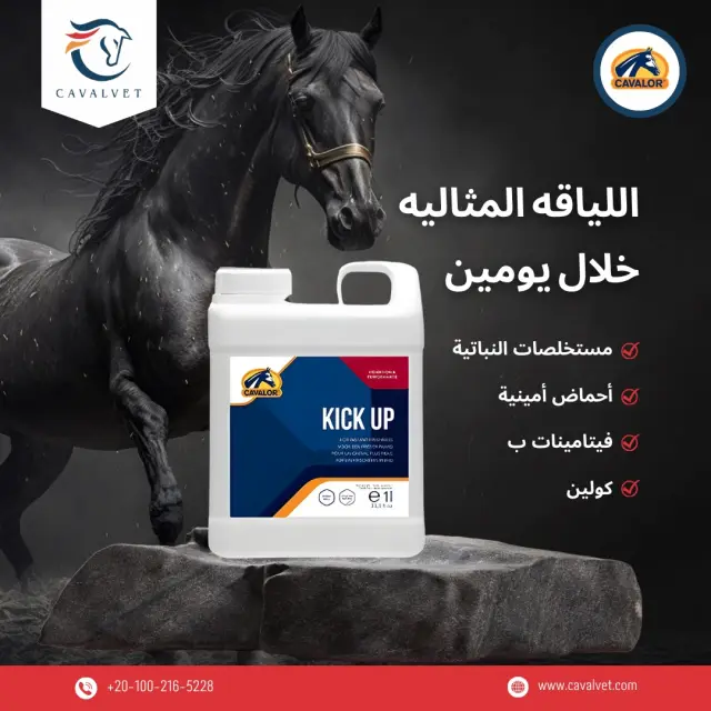 كافالفيت - تصميم سوشيال ميديا 93 | أعمال MAZCODEX