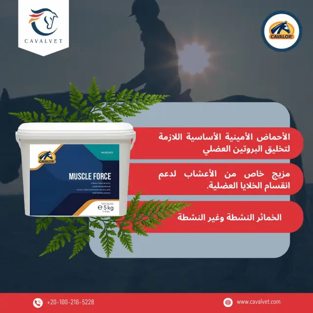 كافالفيت - تصميم سوشيال ميديا 100 | أعمال MAZCODEX