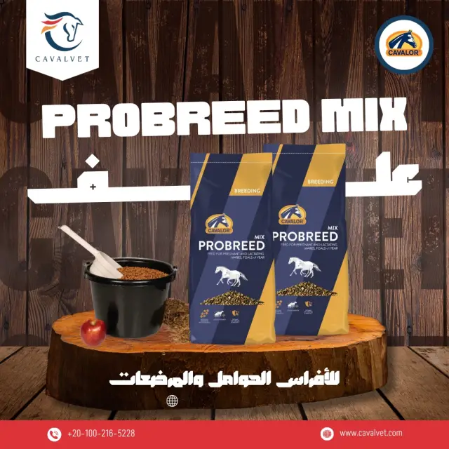 كافالفيت - تصميم سوشيال ميديا 120 | أعمال MAZCODEX