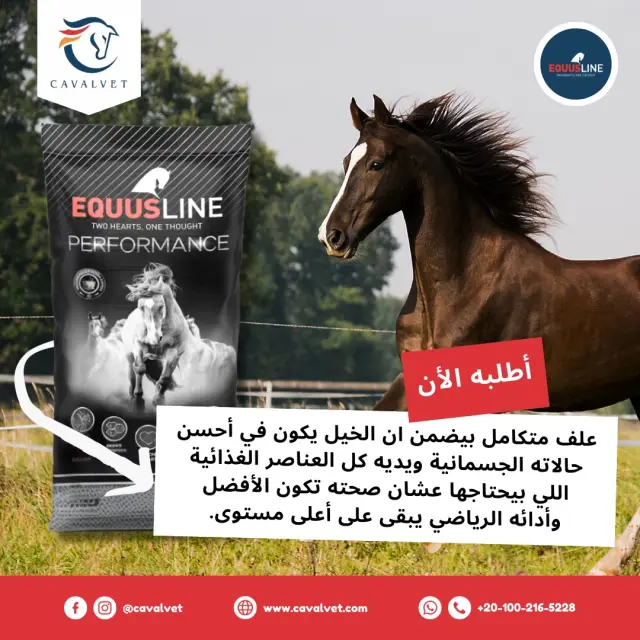 كافالفيت - تصميم سوشيال ميديا 24 | أعمال MAZCODEX