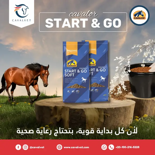 كافالفيت - تصميم سوشيال ميديا 26 | أعمال MAZCODEX