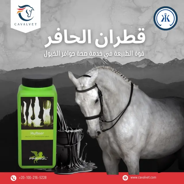 كافالفيت - تصميم سوشيال ميديا 48 | أعمال MAZCODEX