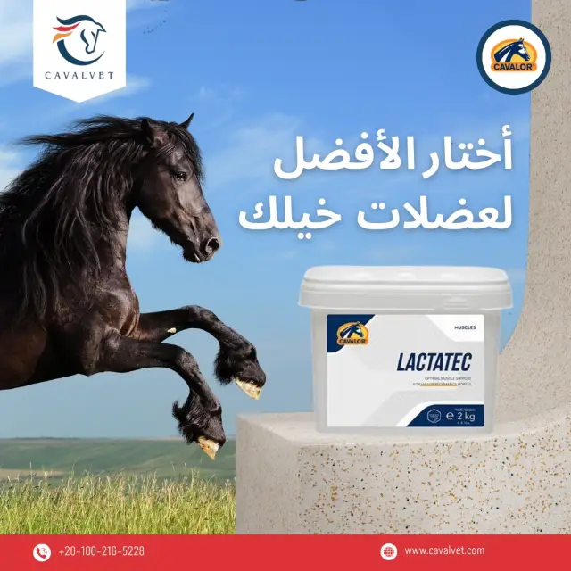 كافالفيت - تصميم سوشيال ميديا 54 | أعمال MAZCODEX